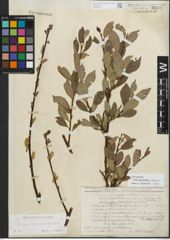 Foto von Salix myrsinifolia Salisb. x Salix phylicifolia L.